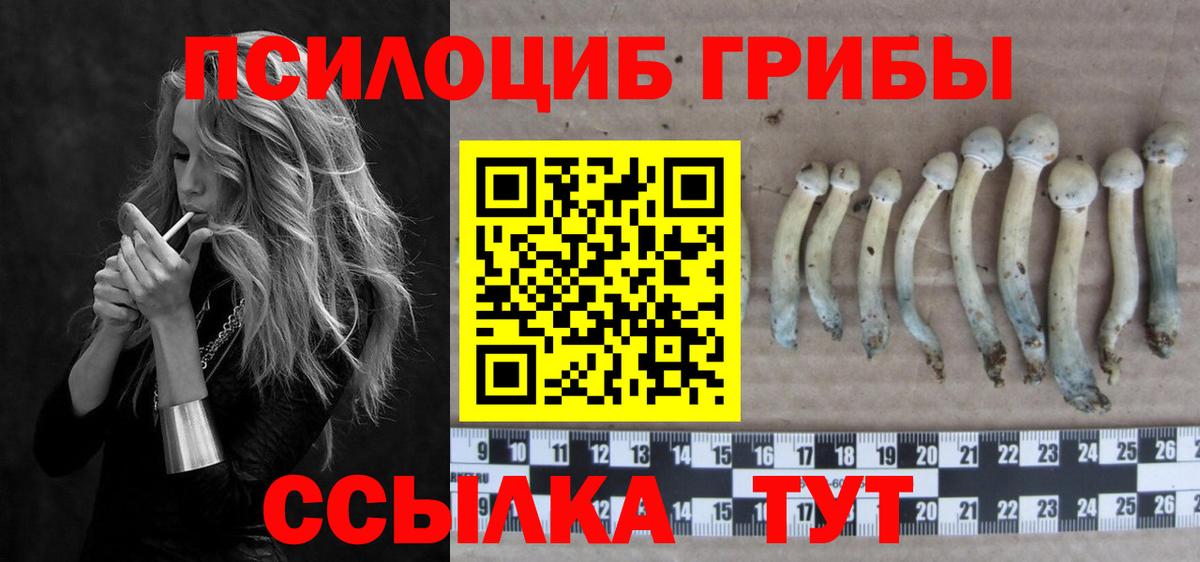 Галлюциногенные грибы Psilocybe  Берёзовский 